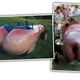 Illustration for article titled That Penis Car Craigslist Ad Is Fake But The Cars Real And Much More Interesting